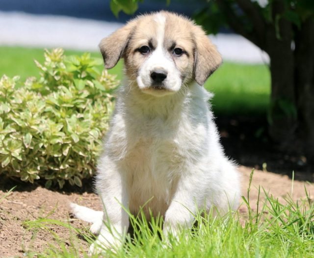  Great Pyrenees Mix