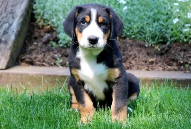 greater swiss mountain dog puppies for sale