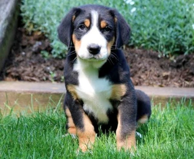 Greater Swiss Mountain Dog