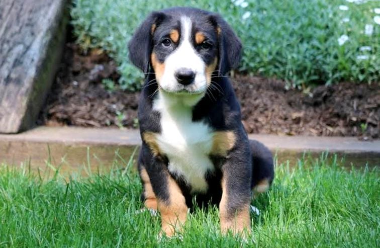 great swiss mountain dog puppy