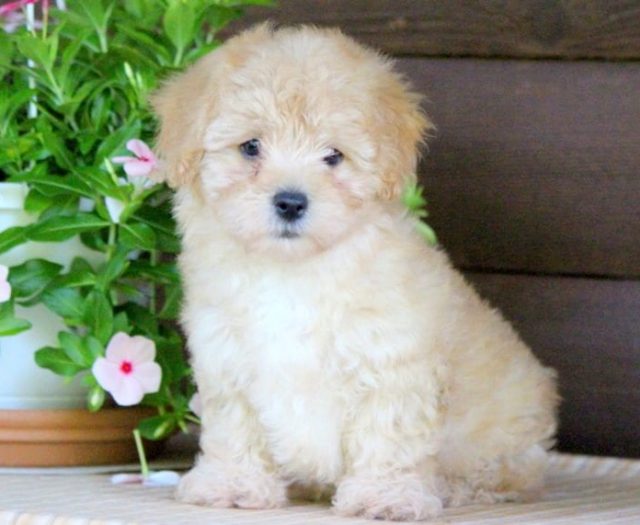 mini french poodle