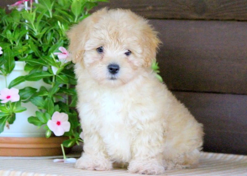 golden havanese puppies