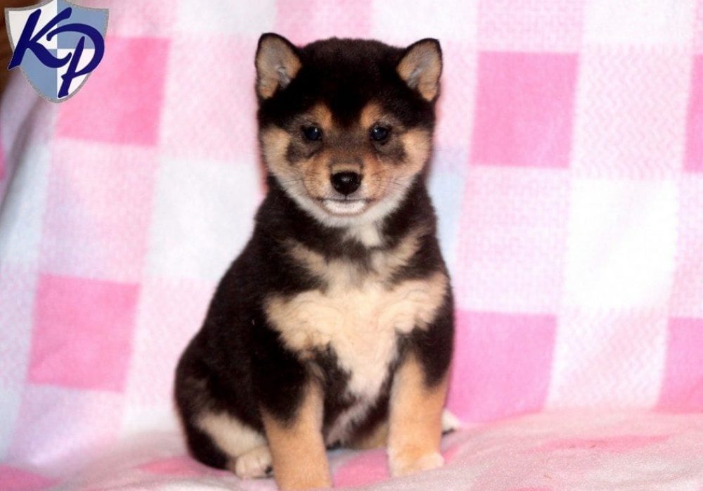 Hope Shiba Inu