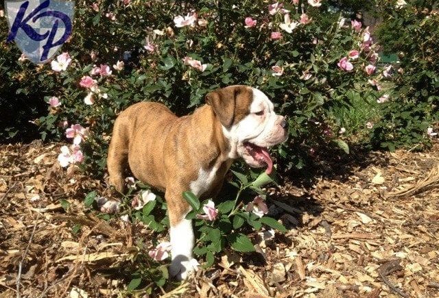 Purchased Our Newest Member
