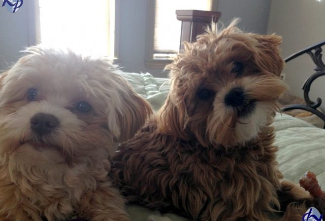 Puppies Came By Airplane