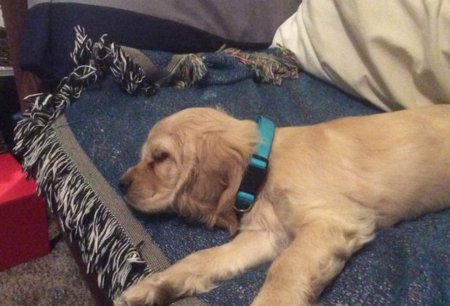 Made Himself Right At Home