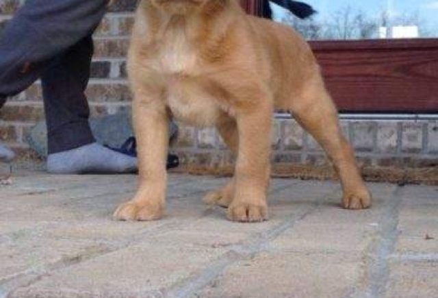 Found The Most Beautiful Mini Labradoodle
