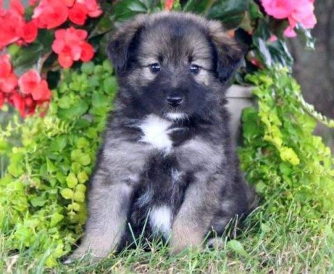 Keeshond Mix