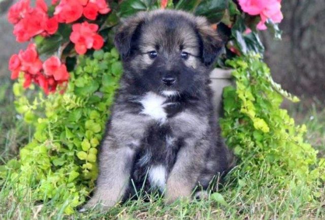 Keeshond-Breed-e1518961027384.jpg