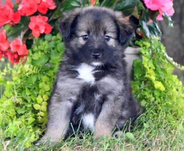  Keeshond Mix