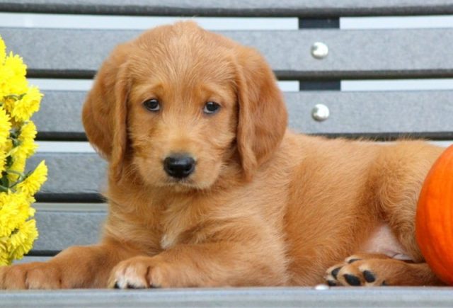 labradoodle puppies for sale