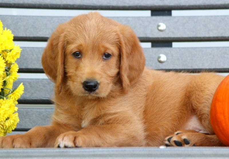 free labradoodle puppies