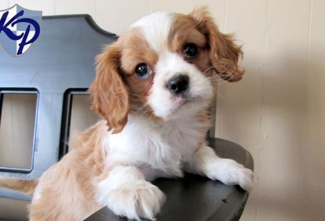 This Is My Adorable Cavalier King Charles Spaniel Puppy