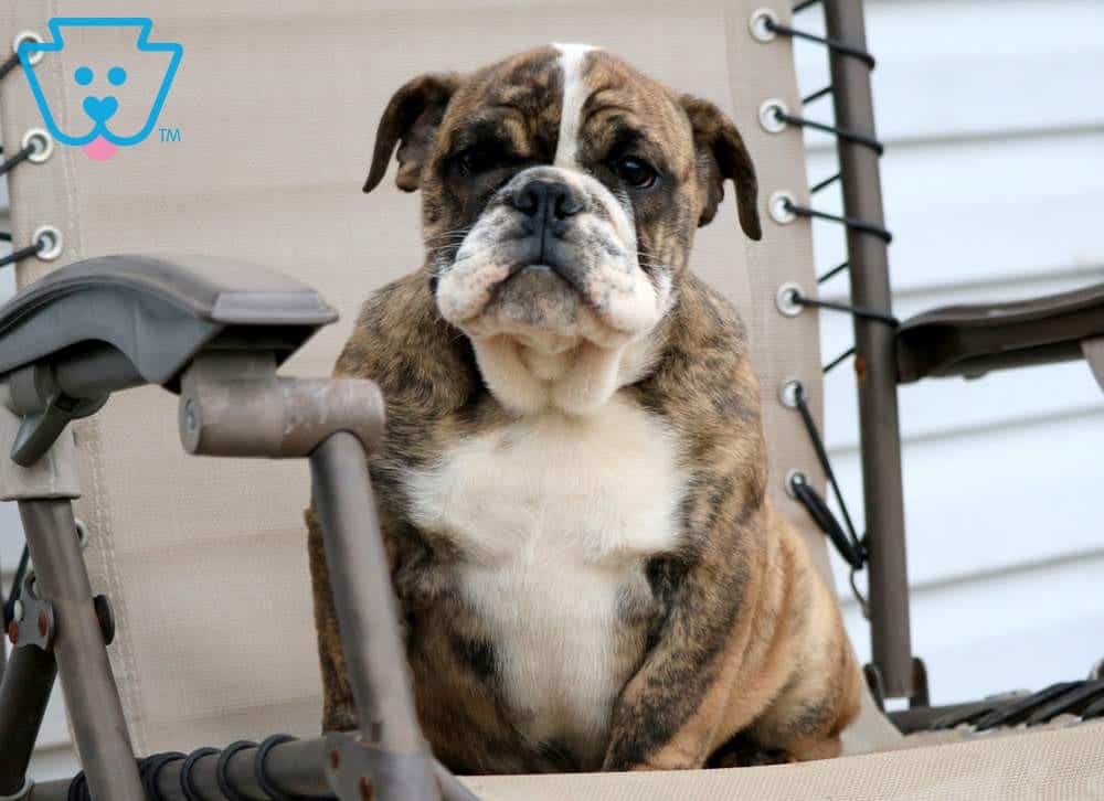 1 year old english bulldog for sale
