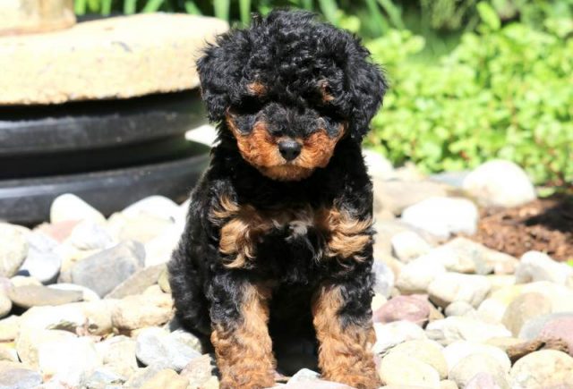 mini aussiedoodle puppies for sale