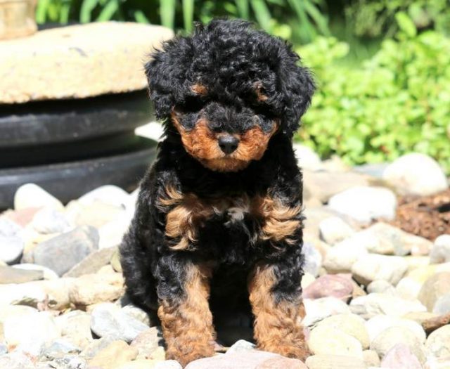 Australian Sheepadoodle For Sale
