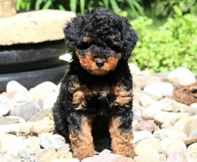 Mini Aussiedoodle