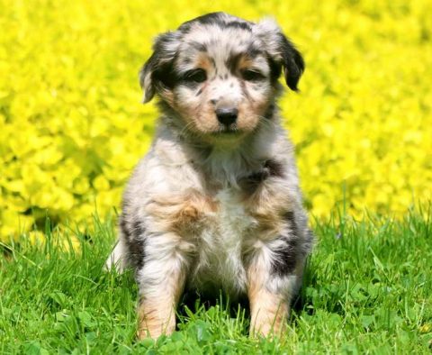 Mini Australian Shepherd