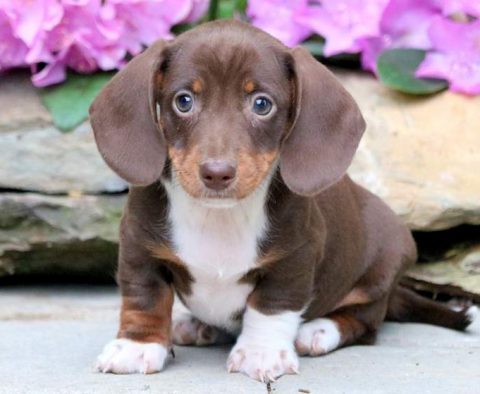 Miniature Dachshund