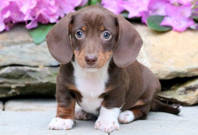 miniature dachshund puppies for sale