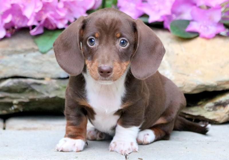 Long Haired Miniature Dachshund