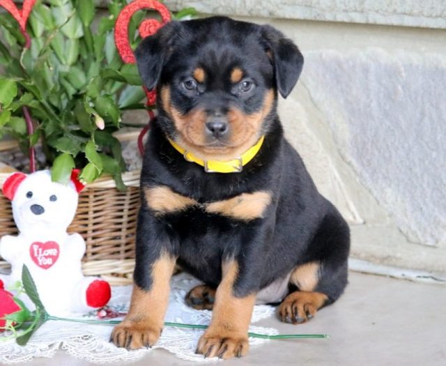 Mini Rottweiler