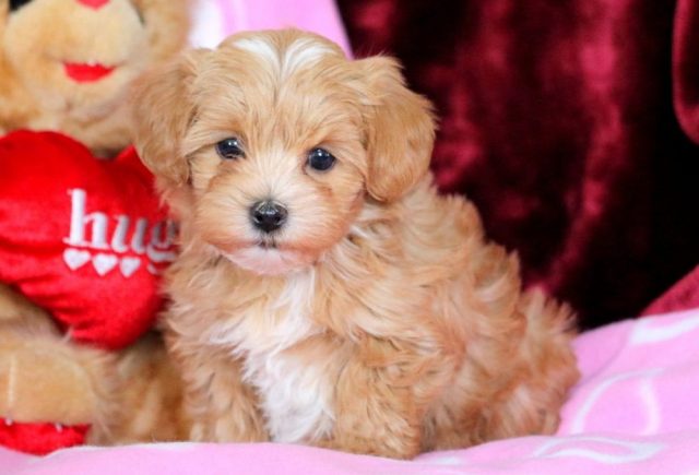 morkiepoo puppies for sale