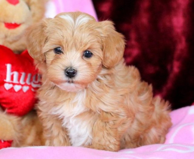 morkiepoo puppies for sale