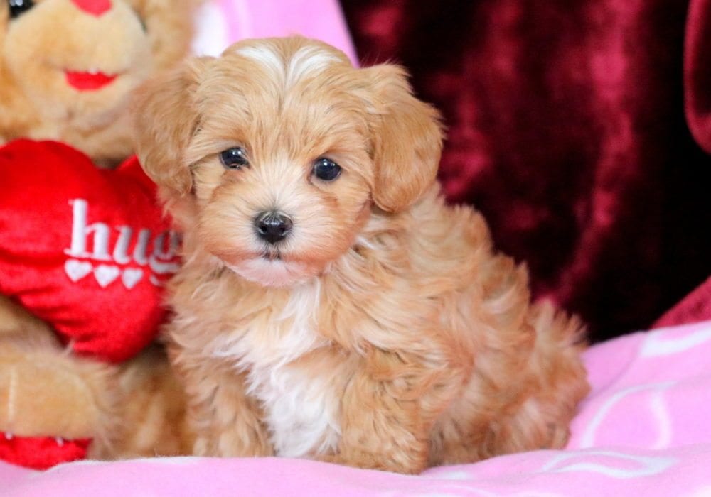 Morkiepoo Puppies For Sale | Puppy 