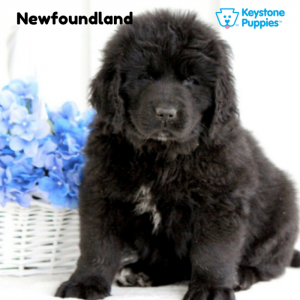 Newfoundland-Dog-healthy-responsibly-bred-Pennsylvania