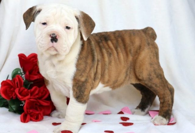 Olde English Bulldogge puppies for sale