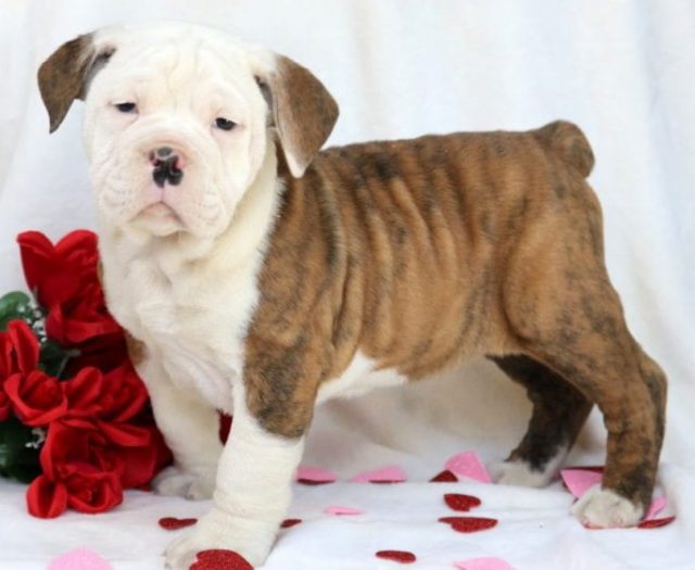 Olde English Bulldogge puppies for sale