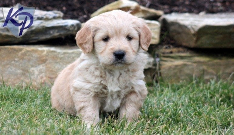 labrachon puppy