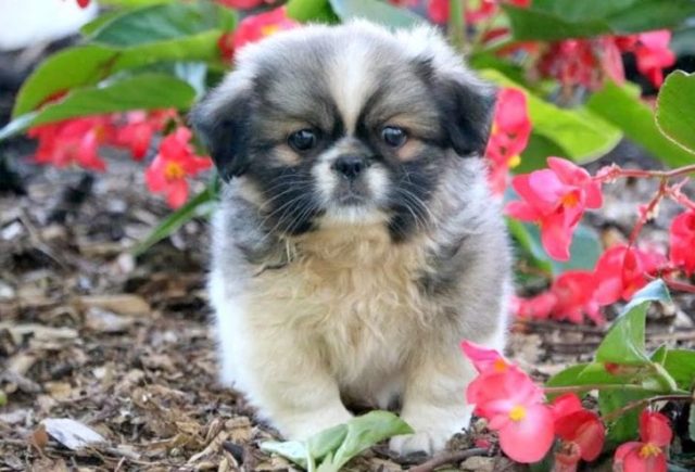 Pekingese-Category-e1519240534220.jpg