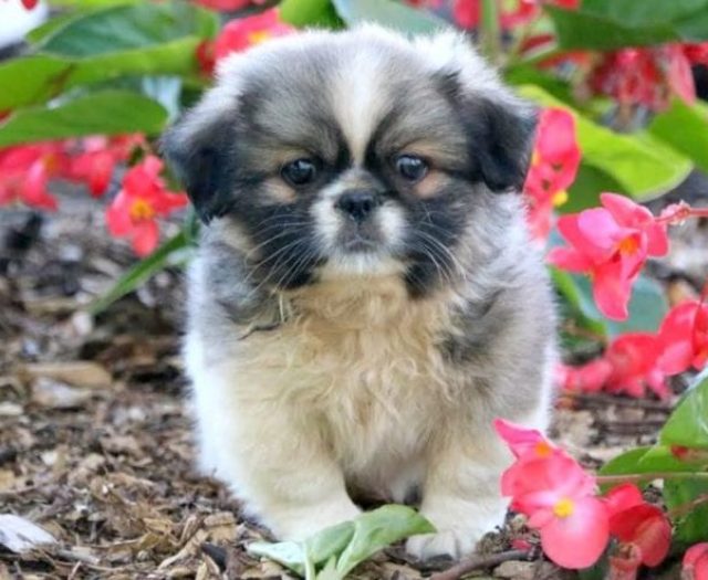 Pekingese