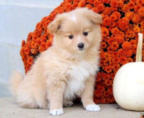 Pomeranian Mix