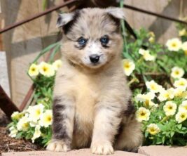Pomsky