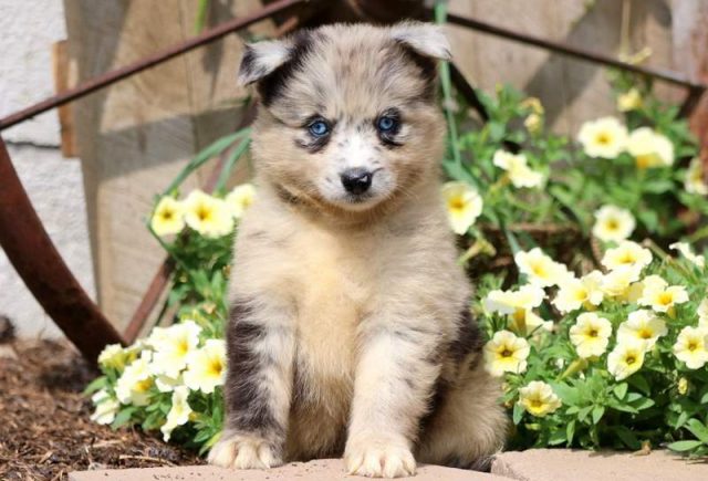 Pomsky puppies for sale