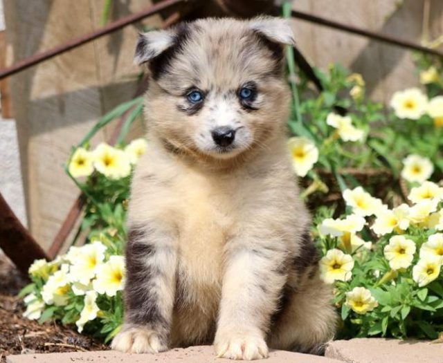 Pomsky puppies for sale