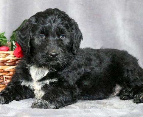 Portuguese Water Dog Mix