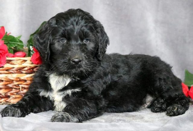 Portuguese Water Dog Mix for sale