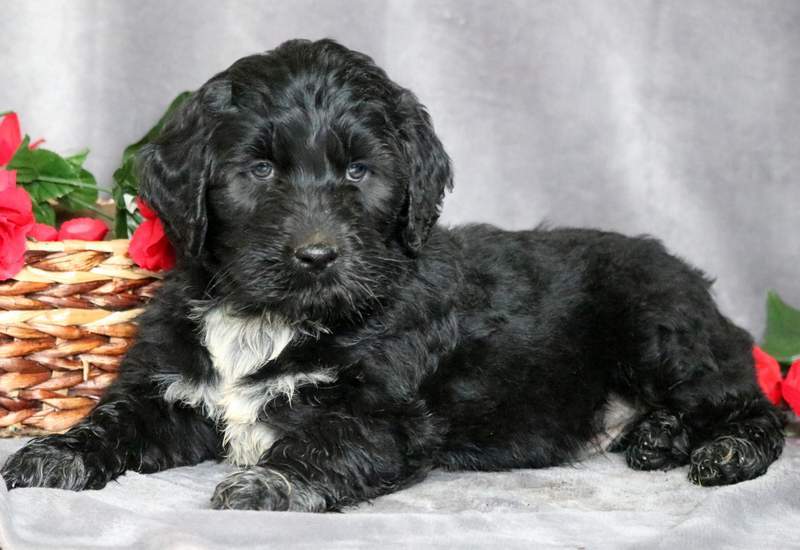 belgian water dog