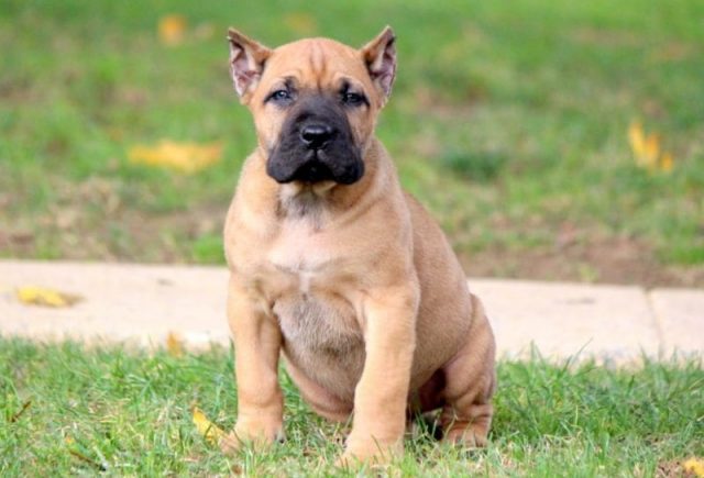 Presa Canario Puppies for Sale