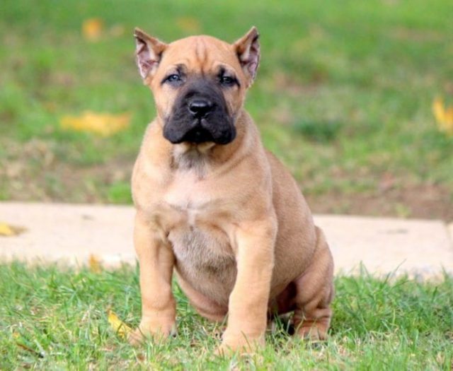 Presa Canario Puppies for Sale