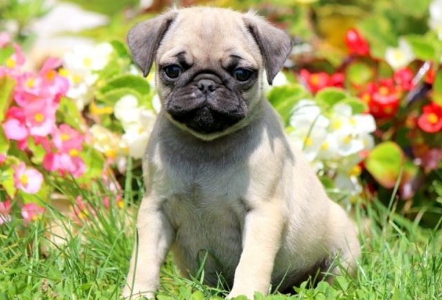 pug puppies for sale