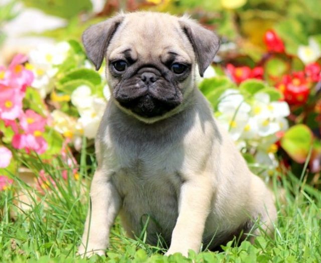 pug puppies for sale