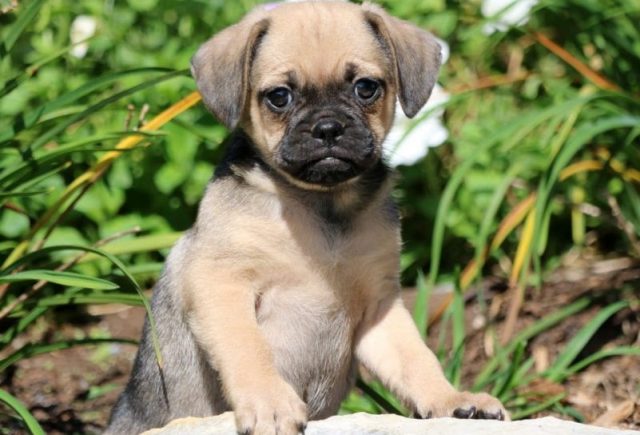 puggle puppies for sale