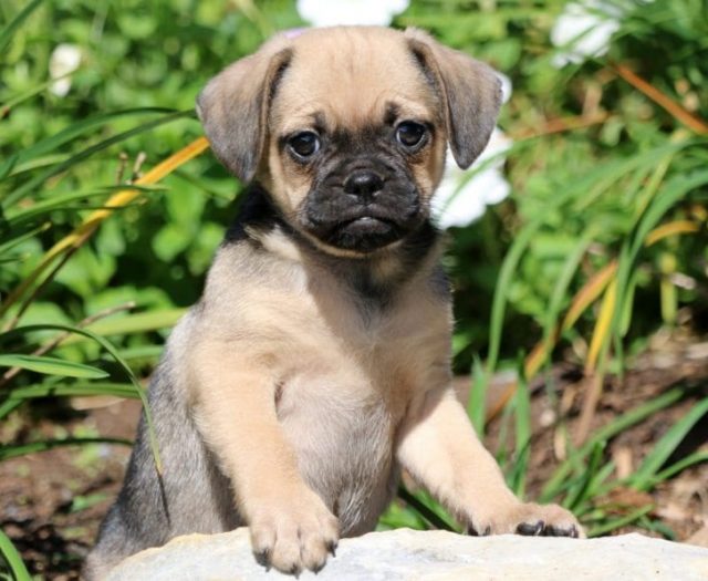 Puggle