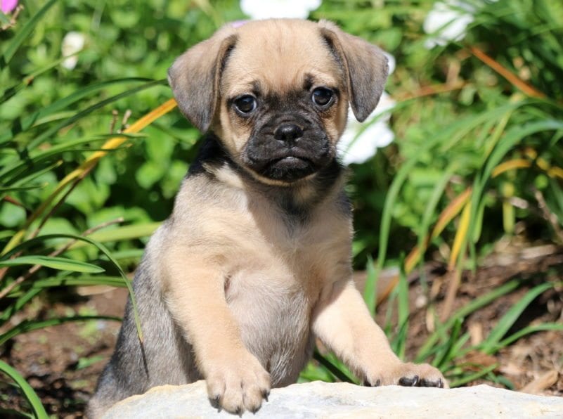 jack russell pug beagle mix