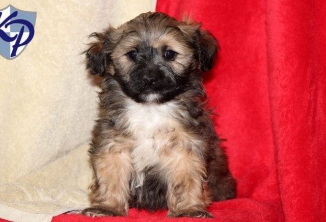 Wanted A Puppy For Christmas